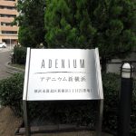アデニウム新横浜